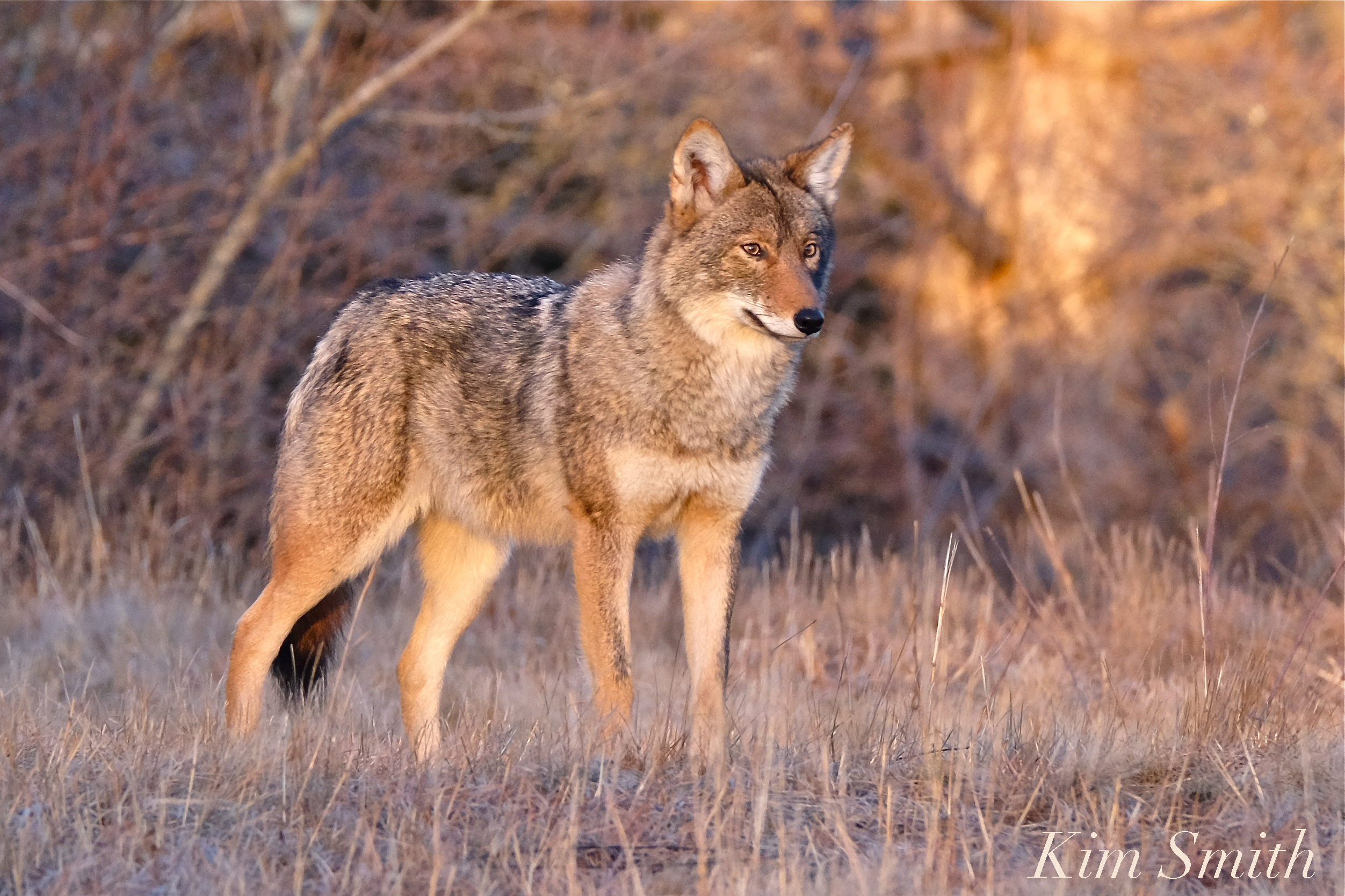 eastern-coyote-canis-latrans-var-gloucester-ma-3-copyright-kim-smith.jpg