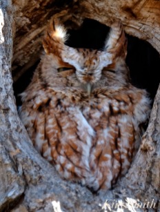 Eastern Screech Owl Red-morph copyright Kim Smith