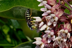 green-eyed-wasp-pollinating-common-milkweed-copyright-kim-smith