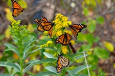 Monarch Butterflies Seaside Goldenrod Gloucester MA -2 copyright Kim Smith
