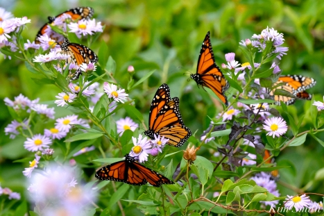 Monarch Butterflies Smooth Asters Gloucester MA copyright Kim Smith