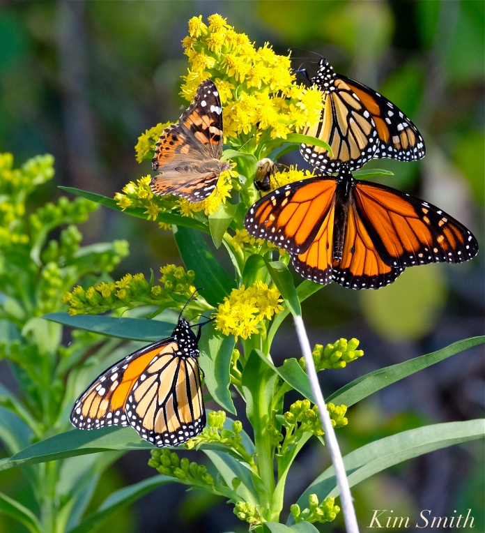 monarch-butterfly-painted-lady-bee-seaside-goldenrod-copyright-kim-smith