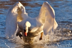 mr-swan-chaisng-the-young-swan-copyright-kim-smith