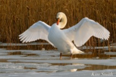 Mr. Swan winter wing stretching -2 copyright Kim Smith