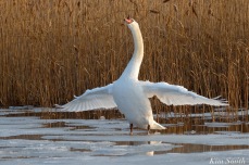 Mr. Swan winter wing stretching copyright Kim Smith