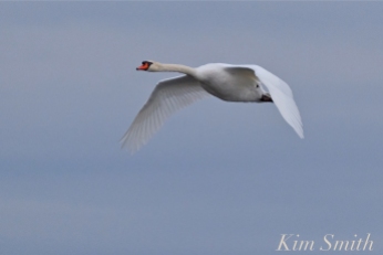 Mute Swan Flying - Mr. Swan -2 copyright Kim Smith
