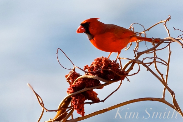 Northern Cardinal Male copyright Kim Smith
