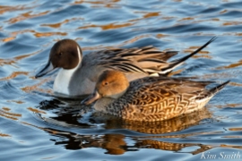 northern-pintail-female-and-male-cape-ann-massachusetts-3-copyright-kim-smith