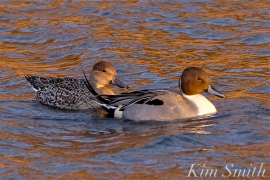 northern-pintail-female-and-male-cape-ann-massachusetts-copyright-kim-smith