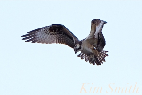 Osprey copyright Kim Smith