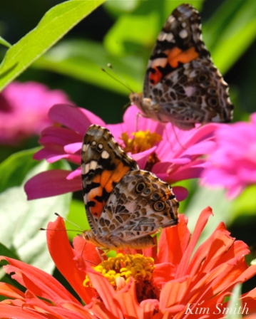 painted-lady-butterfly-2-copyright-kim-smith