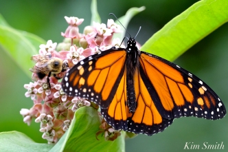patti-papows-gloucester-garden-monarch-butterfly-bee-common-milkweed-copyright-kim-smith