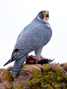 peregrine-falcon-eating-a-bird-gloucester-ma-36-copyright-kim-smith