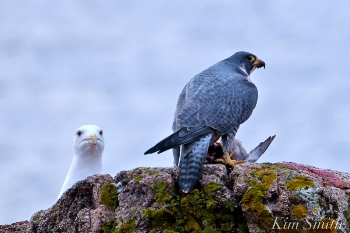 peregrine-falcon-eating-a-bird-seagull-gloucester-macopyright-kim-smith