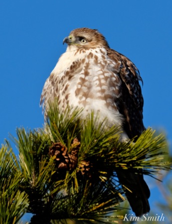 red-tailed-hawk-2-copyright-kim-smith