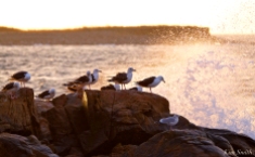 seagulls-in-seapsray-copyright-kim-smith