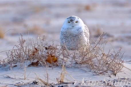 Snowy Owl Cranes Beach copyright Kim Smith