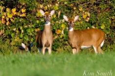 white-tailed-deer-summer-fall-coat-2-copyright-kim
