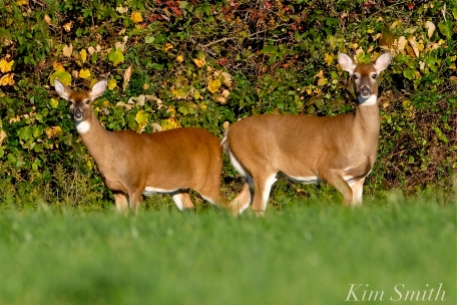 white-tailed-deer-summer-fall-coat-copyright-kim-smith