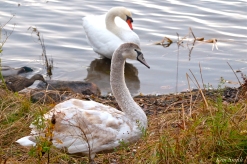 Young Swan Mr. Swan Niles Pond First Hatch Year Cygnet copyright Kim Smith