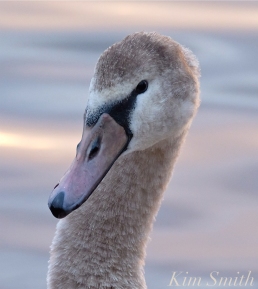 Young Swan Niles Pond First Hatch Year Cygnet copyright Kim Smith