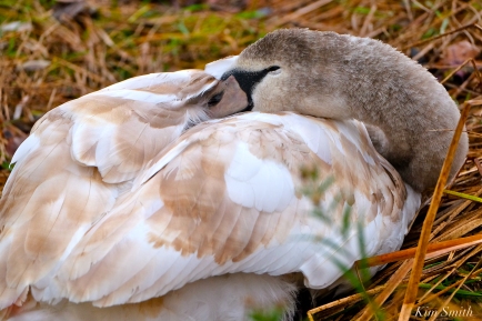 Young Swan Sleeping Niles Pond First Hatch Year Cygnet copyright Kim Smith