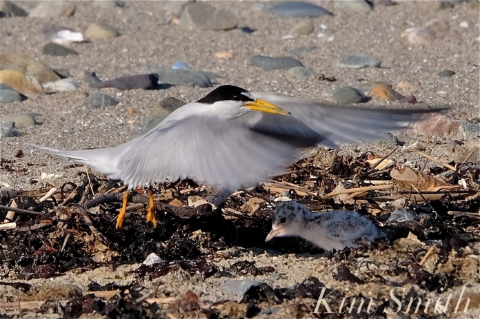 Least Tern One Week Old Chick copyright Kim Smith