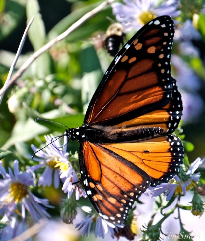 October Monarch Butterflies copyright Kim Smith - 12