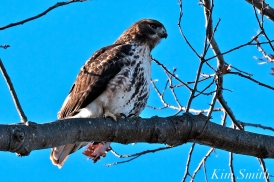 Red-tailed Hawk Gloucester Massachusetts -2 copyright Kim Smith