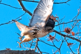 Red-tailed Hawk Gloucester Massachusetts -4 copyright Kim Smith