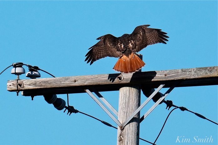 Red-tailed Hawk Gloucester Massachusetts-8 copyright Kim Smith