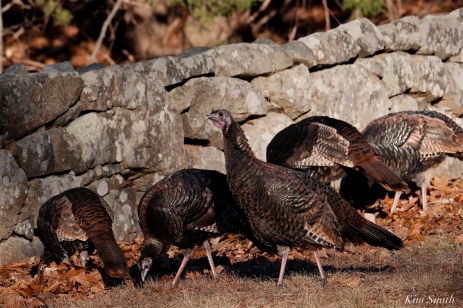 Wild Turkeys Massachusetts copyright Kim Smith