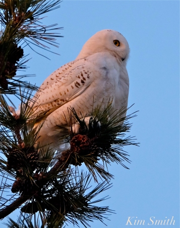 Snowy Owl Bubo scandiacus Pine Tree Massachusetts -2 copyright Kim Smith