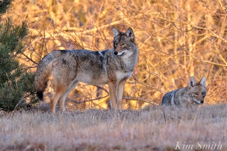 eastern-coyotes-two-canis-latrans-var-gloucester-ma-copyright-kim-smith