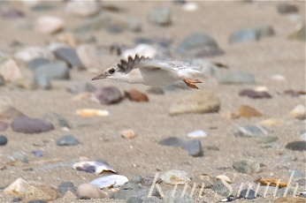 least-tern-eighteen-day-old-chick-learning-to-fly-7-copyright-kim-smith