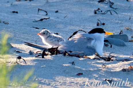 least-tern-one-day-old-chicks-2-copyright-kim-smith