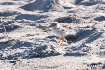 piping-plover-chicks-one-day-old-good-harbor-beach-2-june-10-2018-copyright-kim-smith1