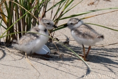 piping-plover-chicks-taking-shelter-copyright-kim-smith
