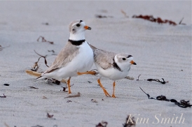 piping-plovers-mating-courtship-copyright-kim-smith