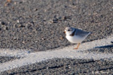 piping-plovers-nesting-in-parking-lot-3-copyright-kim-smith
