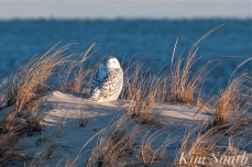 snowy owl dunes crane beach copyright kim smith