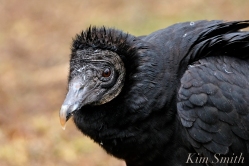 Black Vulture Gloucester Rockport Massachusetts -3 copyright Kim Smith