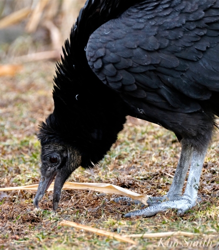 Black Vulture Gloucester Rockport Massachusetts -5 copyright Kim Smith