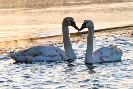 Mute Swans first hatch year Gloucester MA copyright Kim Smith 