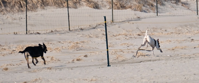 Dogs in Piping Plover Nesting Area Good Harbor Beach Gloucester -3 copyright Kim Smith