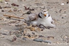 Piping Plover Chick and Female Windy Storm -2 copyright Kim Smith