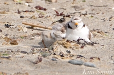Piping Plover Chick and Female Windy Storm copyright Kim Smith