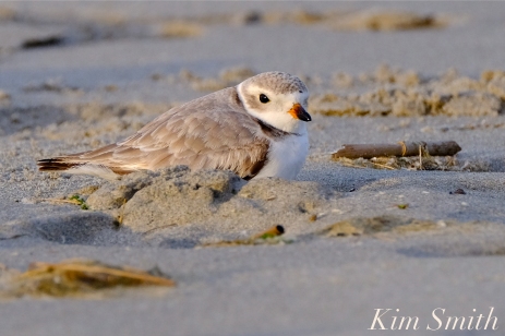 Piping PLover Female GHB 4-25-19 copyright Kim Smith