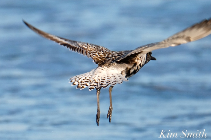 Black-bellied Plover GHB Gloucester MA copyright Kim Smith - 15