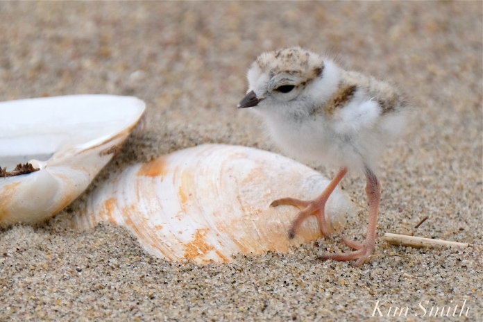 Hours-old Piping Plover Chicks copyright Kim Smith - 12